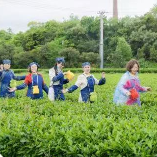 湖南银行湘潭分行开展“春日采茶 雅韵同行”贵宾客户活动