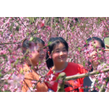 资兴：高山桃花正盛开 桃林如一幅画卷铺在青山间