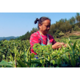 汤溪镇：白天采茶晚上制茶  村民稳端“茶饭碗”