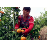 信息化助农行动｜黄草镇：沃柑丰收  线上线下销售忙