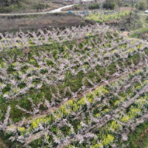 冷水滩：桃花油菜竞争春