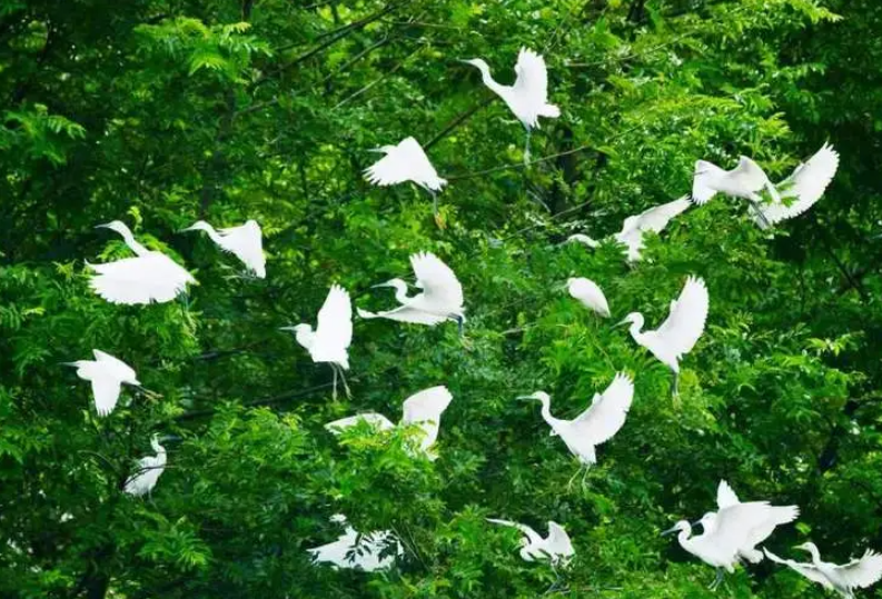 祁阳：开展千年鸟道保护行动  促进人与自然和谐共生