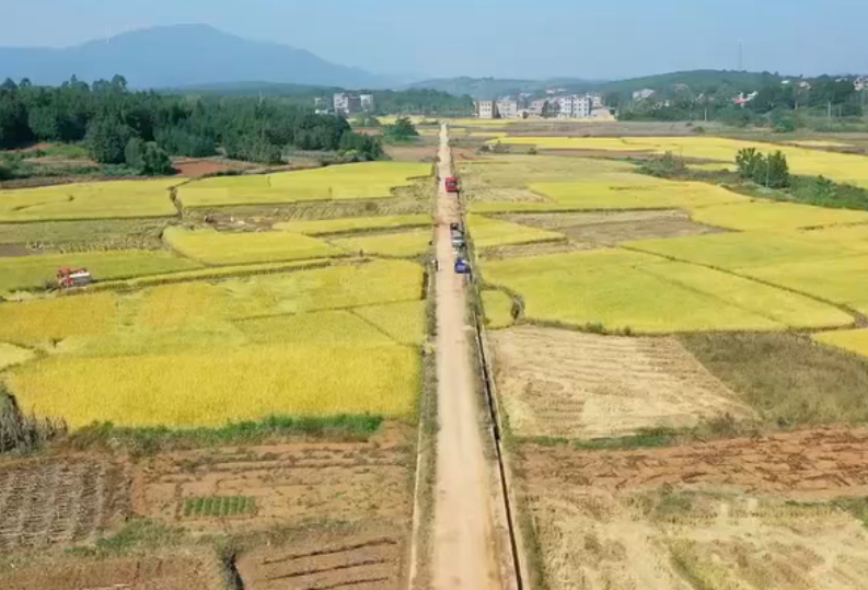 视频丨蓝山：田间好“丰”景 晚稻收割忙