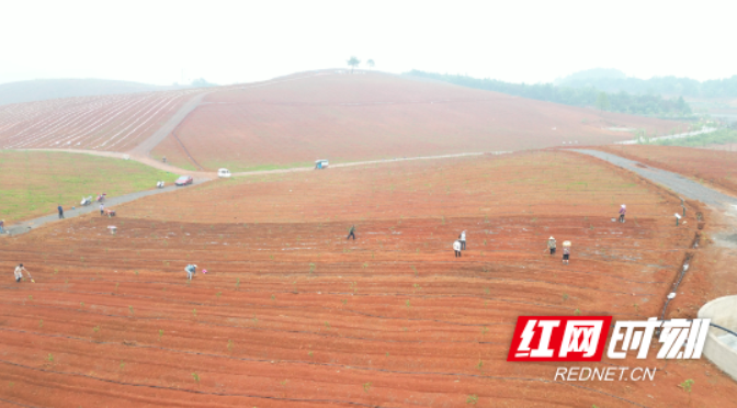 祁阳：油茶林下种果蔬 因地制宜发展“林下经济”