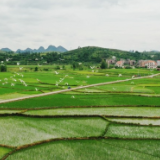 湖南新田：夏日田园景美如画（组图）