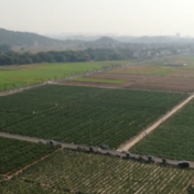 道县：1-7月出口蔬菜3.7万吨