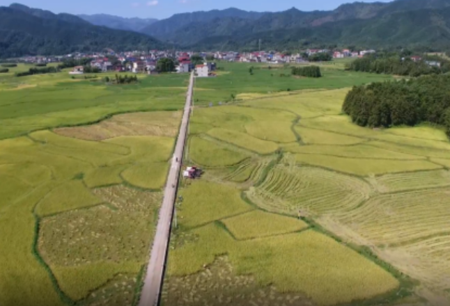 最高亩产803.59公斤 湖南祁阳15万亩再生稻进入丰收季