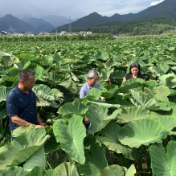 江永：壮大香芋全产业链 助力乡村振兴