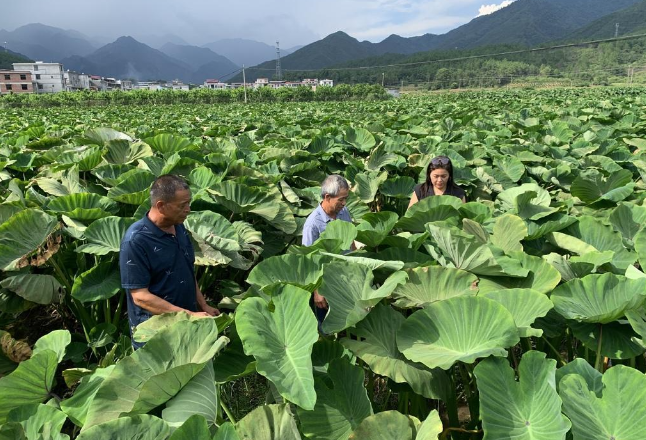 江永：壮大香芋全产业链 助力乡村振兴