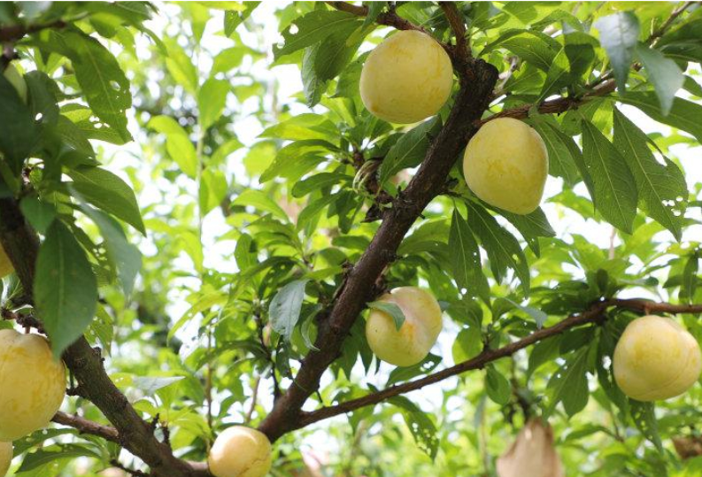 东安县：深植特色产业 助力乡村振兴