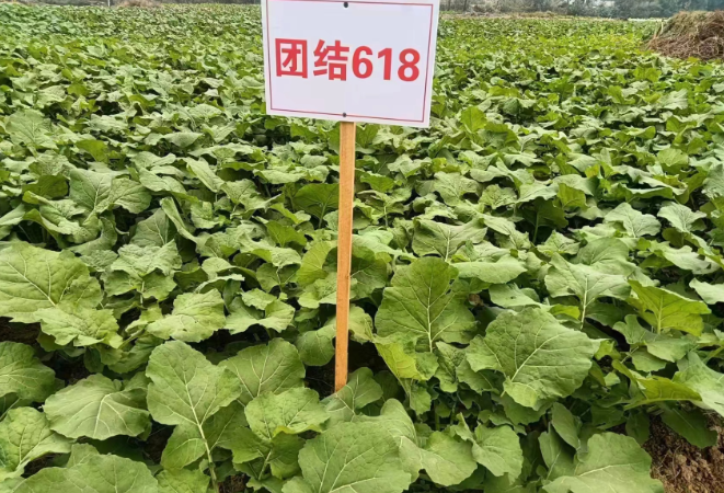 永州市首个油菜新品种通过国家品种登记