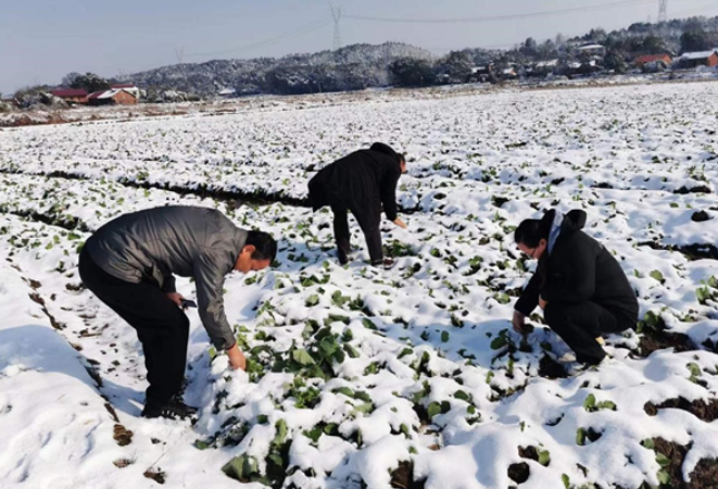 以雪为令，全力以赴！永州市农业农村部门全力应对低温雨雪冰冻天气