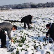 以雪为令，全力以赴！永州市农业农村部门全力应对低温雨雪冰冻天气