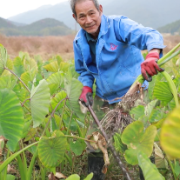 江永：香芋订单销售旺 农民走上富“芋”路