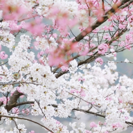 永州十场花事 | 双牌阳明山的樱花与你相约