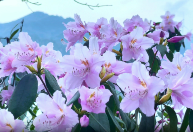 新鲜直拍！4月16日网友实拍双牌阳明山——当晚樱遇上杜鹃，惊艳了这个春天！