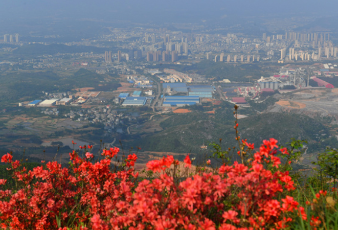 永州十场花事丨 芳菲四月天 江永看杜鹃（组图）