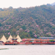 永州十场花事 | 双牌阳明山：人间四月 樱花杜鹃共烂漫