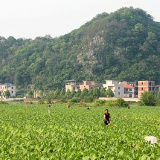 湖南新田：立夏时节田管忙（组图）