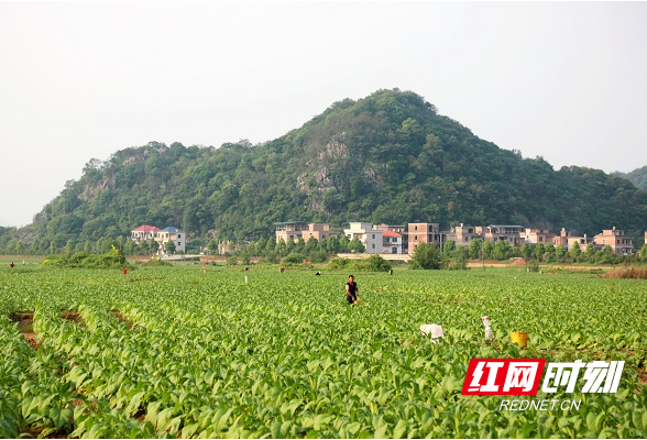 湖南新田：立夏时节田管忙（组图）