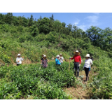 石门县：工会消费劵支持消费扶贫