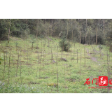 林业局：石门全力以赴抓实退耕还林整改工作