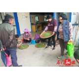县委统战部：助农卖茶“为春忙”