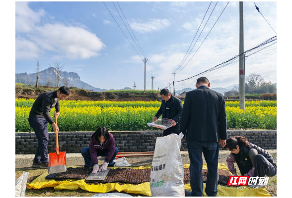 春到农家育新苗 田间铺就振兴路——张家界市永定区天门山镇大坪社区鲜食玉米种植起步记}