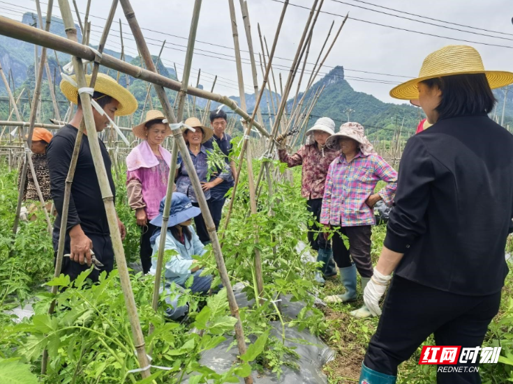 湖南税务乡村振兴工作队邀请专家下田授课 农户直呼“太管用”}