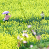 娄底：天晴好春游 遍地黄金甲