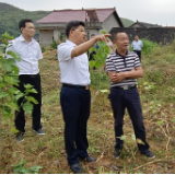 娄底市人大常委会主任戴德清到涟源市调研乡村振兴和易扶党建工作