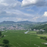 涟源市湄江镇朱岩社区：千亩荒地变良田 粮食丰收促振兴
