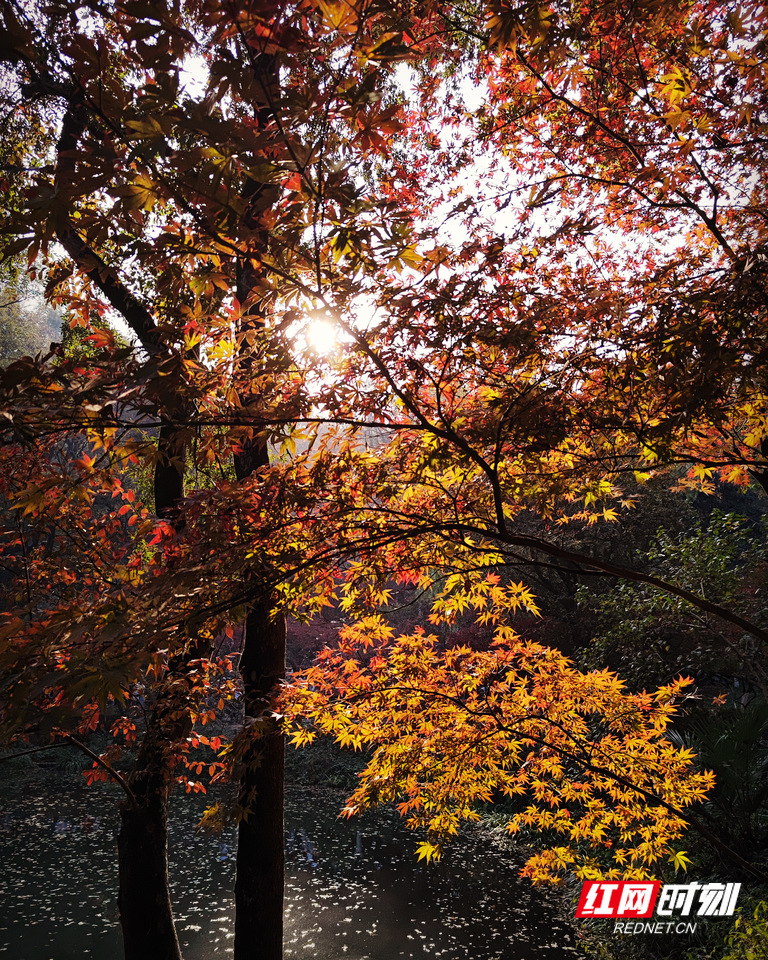 岳麓山枫叶_3.JPG