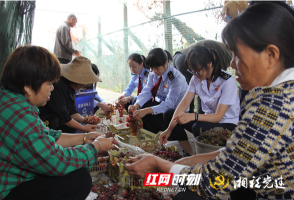 南县税务：守护乡村振兴特色产业的“甜蜜果实”