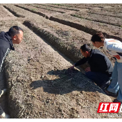 新晃贡溪镇：“严管区”替代种植 既“治土”又致富