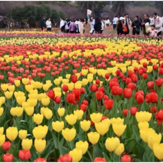辛小湘丨“花花”世界！湖南春日里的经济新画卷