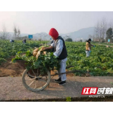张家界市精神病医院农疗康复基地缔造精神障碍患者梦醒园