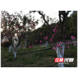 张家界：人回家乡，心留武汉