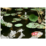 秋品莲城丨湖湘公园的荷