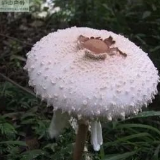 湘潭市疾控中心发预警：近期发生多起毒蘑菇中毒事件，别再乱吃了