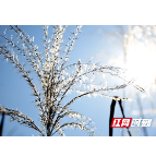 组图｜“大雪”至 湘潭县荻花荡起层层“雪浪”