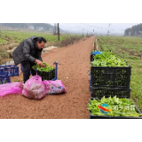 湘乡：蔬菜基地采收忙 确保市民“菜篮子”供应不断档