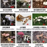 @湘潭人，野生毒蘑菇防控知识来啦！