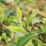 湘乡毛田镇：春茶吐新绿 茶农抢制忙（图）