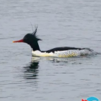 身披“祥云”！湘乡首次发现“鸟中大熊猫”