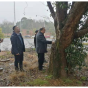 湘潭经开区：全面推行林长制，守护绿水青山