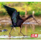 欢迎，来自天空的朋友 多种珍稀鸟类到湘潭赴春天之约
