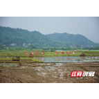 红视频·看湘潭 | 雨湖区种粮擂台赛 力促节本增效