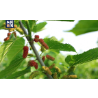 魅力潇湘丨湖南韶山这个地方即将迎来桑葚采摘期