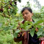 “稻农”变“果农” 韶山农民“恋上”小水果